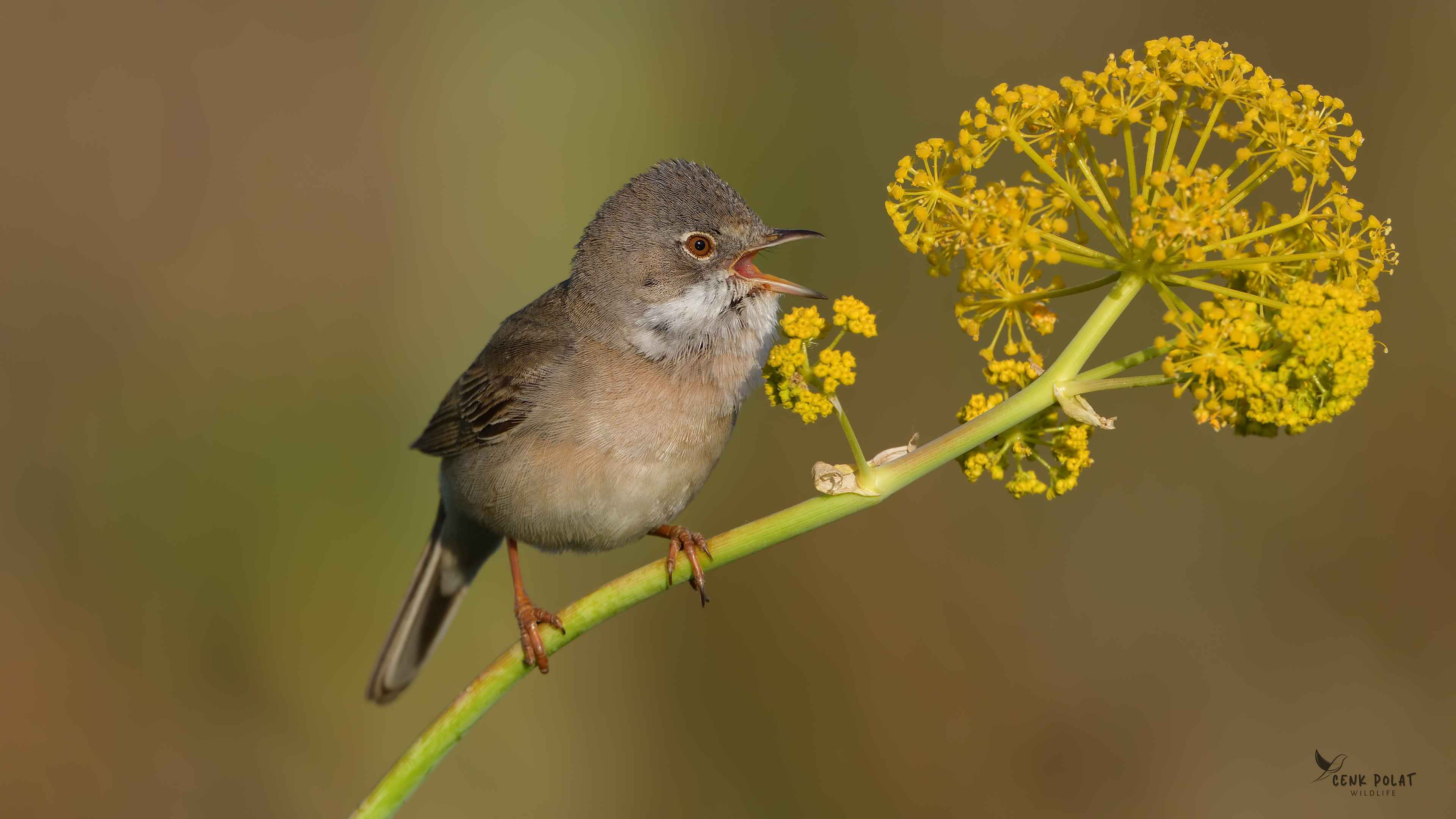 Greater Whitethroat